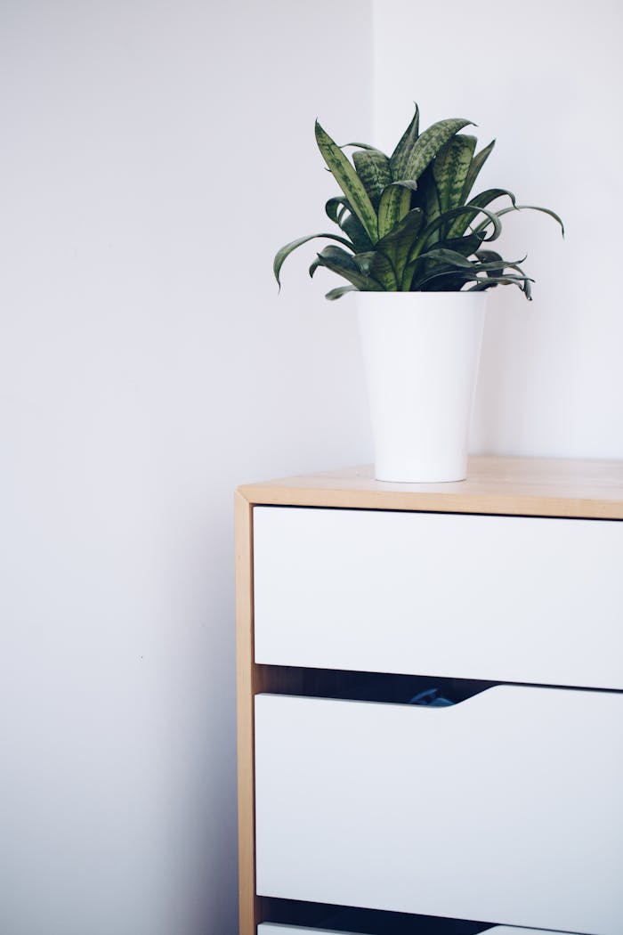 A serene minimalist scene with a snake plant in a white pot on a wooden drawer, ideal for modern decor.